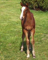Its All Ear Say - Thoroughbred gelding - Future Racehorse