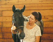 All That Jazz - Thoroughbred Gelding - A circuit hunters