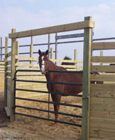 Marsha Marsha Marsha - Thoroughbred mare - A circuit hunters - Retired Racehorse