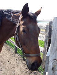 Sadie Hawkins - A circuit hunters - Retired Show Horse
