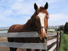 Appendix Quarter horse - Hunters and Jumpers