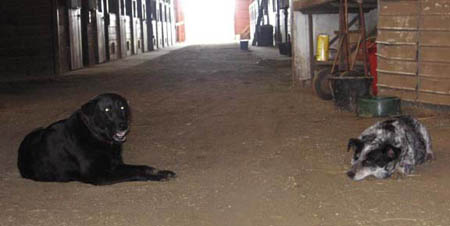 Barn Dogs