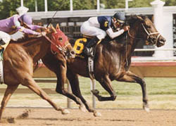 Cloud Harbor - Thoroughbred Mare - Retired Racehorse - Broodmare - Arlington Park