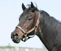 Cloud Harbor - Thoroughbred Mare - Retired Racehorse - Broodmare