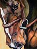 Horses for sale, Horse Classifieds, Stallions at Stud