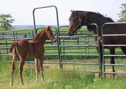 Later Tonight  - Thoroughbred Filly - Holy Vows by Holy Bull - Future Racehorse