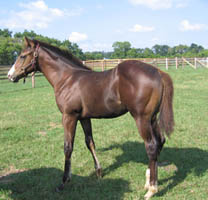 John Said - Thoroughbred Gelding - Future Racehorse