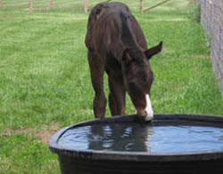 John Said - Thoroughbred Gelding - Future Racehorse