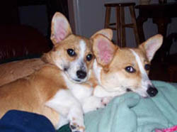 Maddie and Mia -  Welsh Corgis