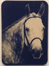 Custom Laser Engraved Photo Magnet.