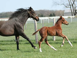 Cloud Harbor - Thoroughbred Mare - Thoroughbred 07 Colt-  Retired Racehorse - Broodmare and colt