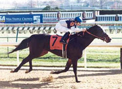 Cloud Harbor - Thoroughbred Racehorse - Churchill Downs - Retired Racehorse - Broodmare