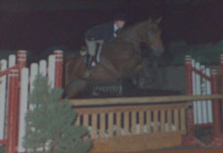 Sadie Hawkins - A circuit hunters - Retired Show Horse