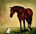 Horses for sale, Horse Classifieds, Stallions at Stud