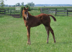 Later Tonight  - Thoroughbred Filly - Future Racehorse