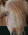 Horse classifieds are a great place to buy and sell horses