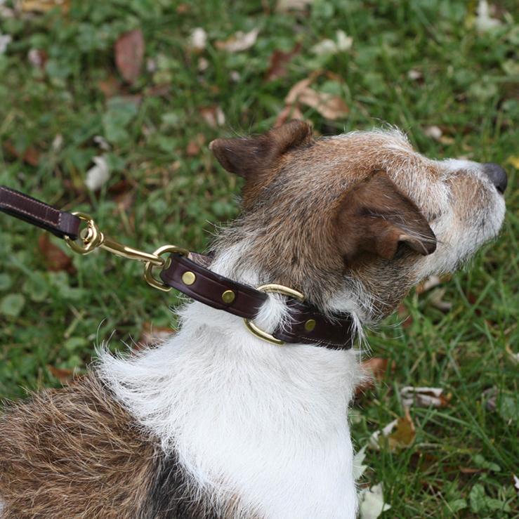 Dog wearing a leather martingale dog collar.
