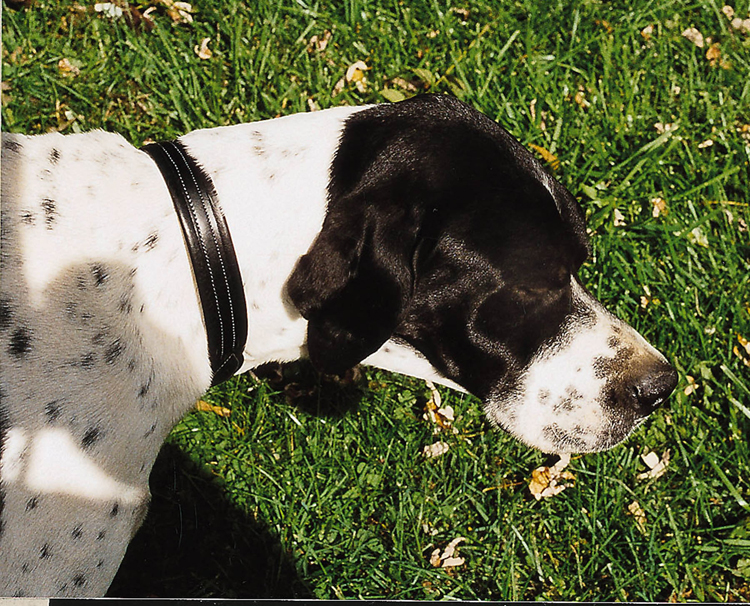 Padded leather Tory dog collar with tab ends. Padded Collar