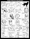 Hunting Golden Retriever, Service Golden, Dog, Golden Jump, Dog